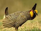 prairiechicken