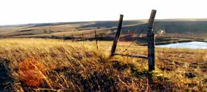 prairie